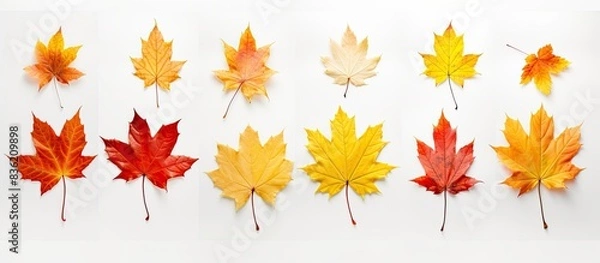 Fototapeta Maple leaves arranged on a white background with copy space image.
