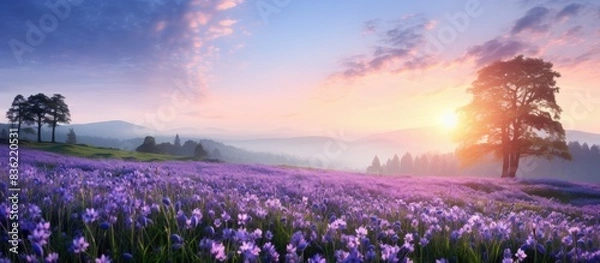 Obraz Captivating countryside scene at sunrise with blooming purple flowers in a spring meadow and wildflowers at sunset, creating a serene summer panoramic view with copy space image.