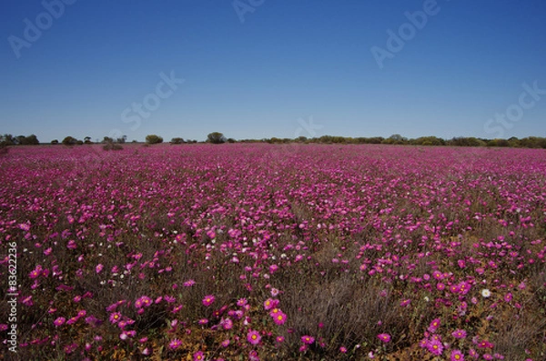 Fototapeta różowe kwiaty w Australii Zachodniej