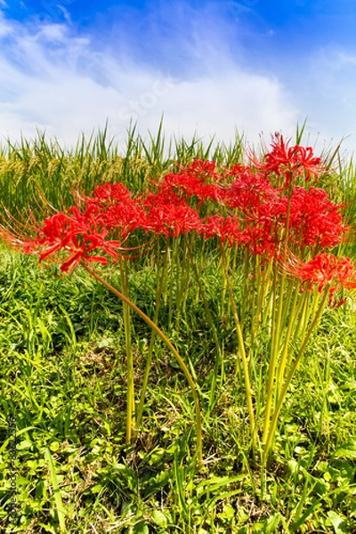 Fototapeta 田んぼに咲く彼岸花。