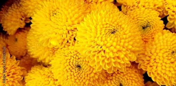 Fototapeta flores primaveral 