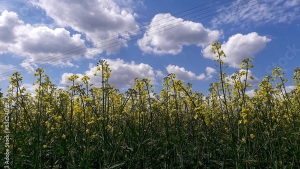 Fototapeta field of grass and sky