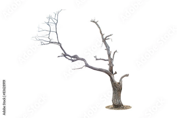 Obraz Dead tree isolated and white background