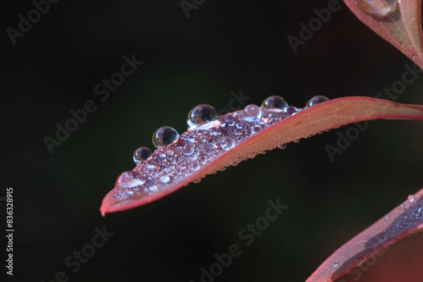 Fototapeta Red leaf in drops of dew on a black background