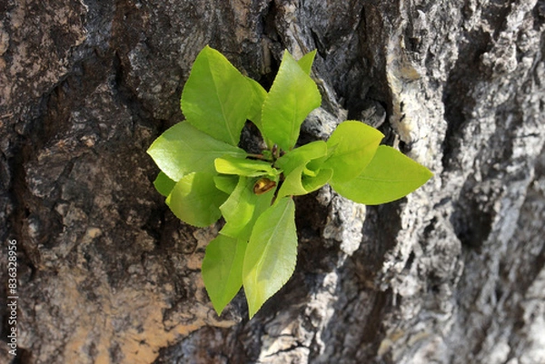 Fototapeta Young budding poplar leaves on a large old trunk in the spring