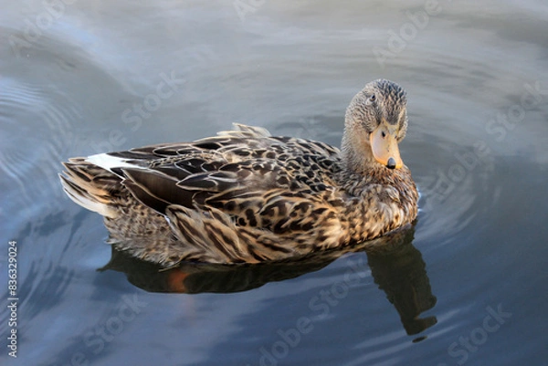 Fototapeta Mallard duck on the water looking into the lens