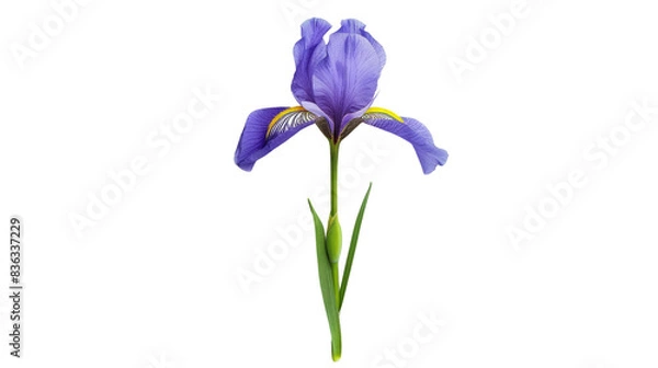 Obraz Iris with stem, isolated