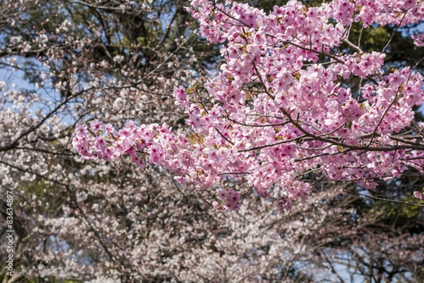 Fototapeta 河津桜の花