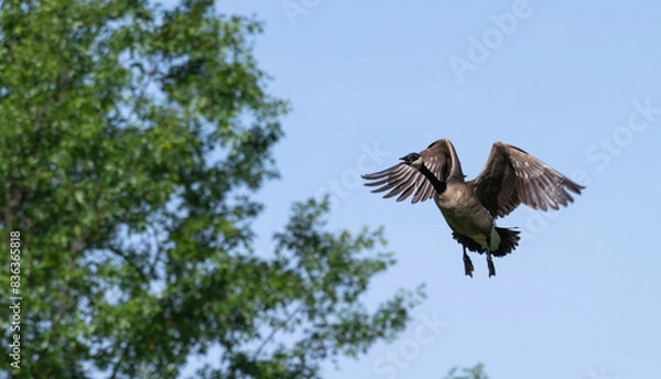 Fototapeta Canada geese in flight.