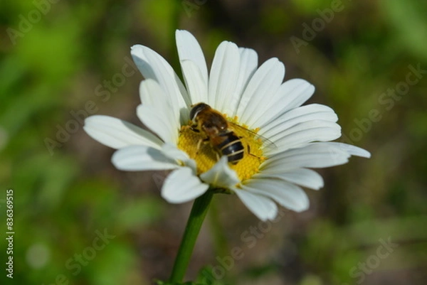 Fototapeta chamomile flower. A bee pollinates a daisy flower