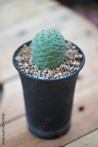 Obraz Tephrocactus in flower pot