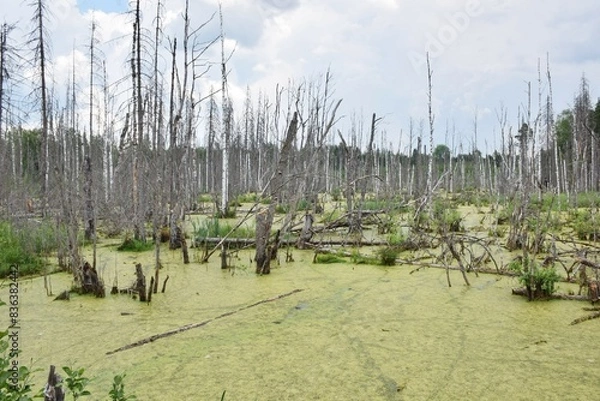 Obraz Swamp