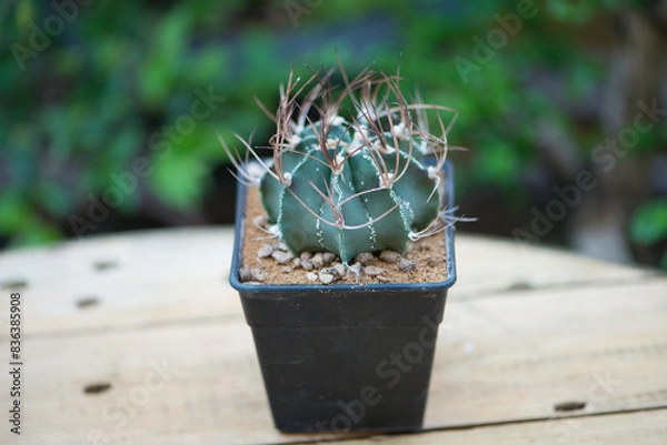 Fototapeta Astrophytum capricorne in flower pot