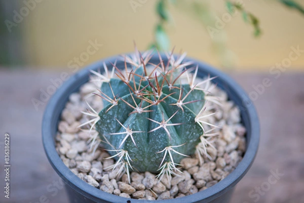 Fototapeta Mero cactus in flower pot
