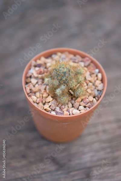 Fototapeta Mammillaria prolifera cactus in pot