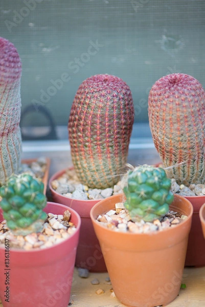 Fototapeta Coryphantha Elephantidens and Echinocereus Rigidissimus cactus