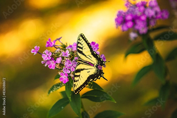 Obraz Yellow Monarch feeds from flower nectar