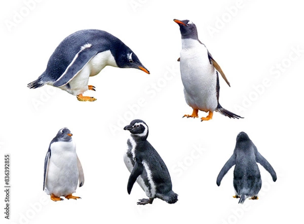 Fototapeta Several penguin Magellanus (Spheniscus magellanicus) in several poses, Ushuaia Penguin on a transparent background