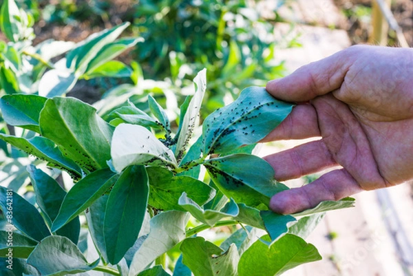 Obraz Baccelli, parassiti, afidi