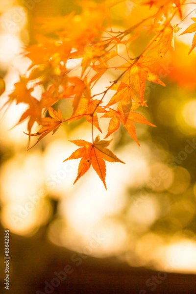 Fototapeta Autumn leaves.