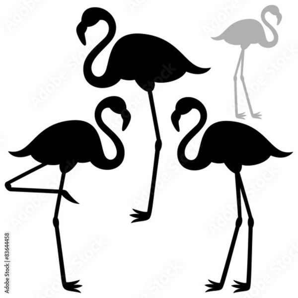 Fototapeta Flamingo
