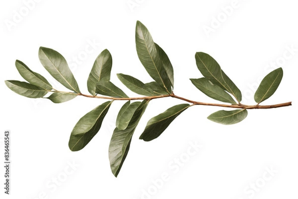 Fototapeta A long and leafy olive branch detailing the natural look, isolated on a transparent, white background, png