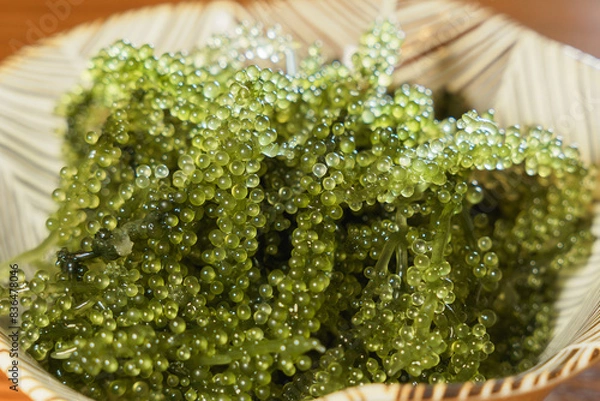 Fototapeta 海ぶどう