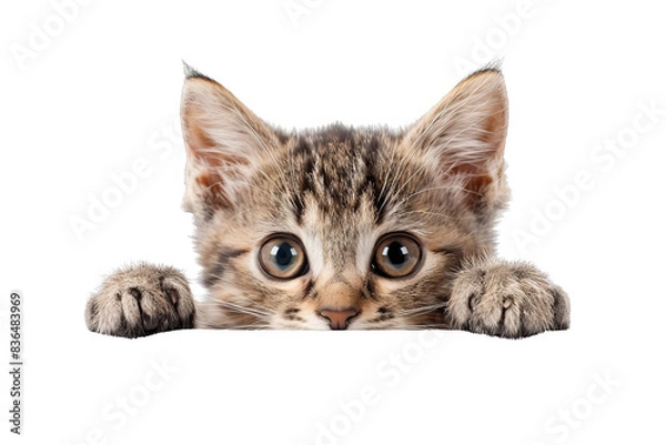 Fototapeta Isolated on white background, a cute kitten peeking from behind a paw, looking shy yet playful, embodying adorable curiosity