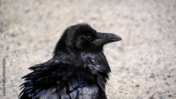 Obraz crow on the ground