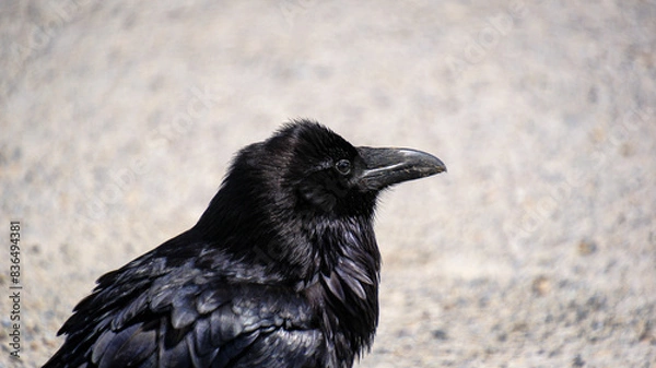 Obraz crow on the ground