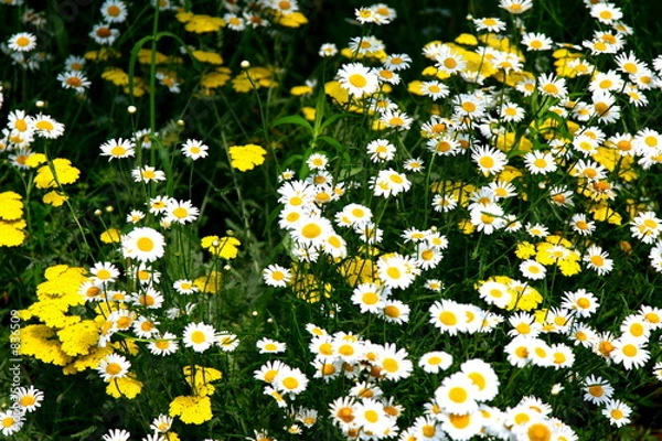 Obraz field of daisies