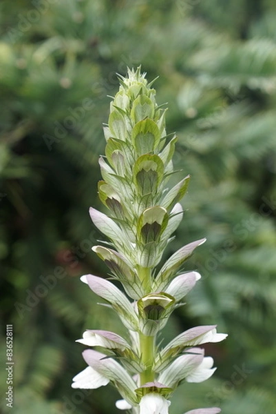 Obraz A cluster of white flowers