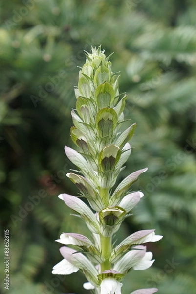 Obraz A cluster of white flowers