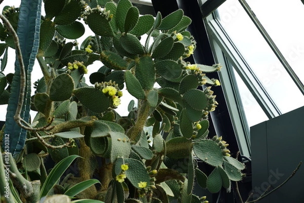 Obraz cacti 