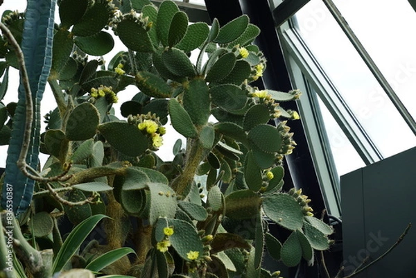 Obraz cacti 