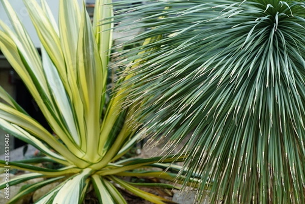 Obraz Dragon's Blood and Grass Trees