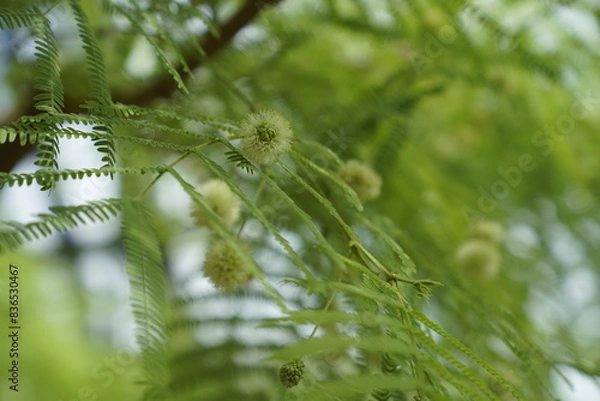 Obraz The dense, fine leaves of desert plants
