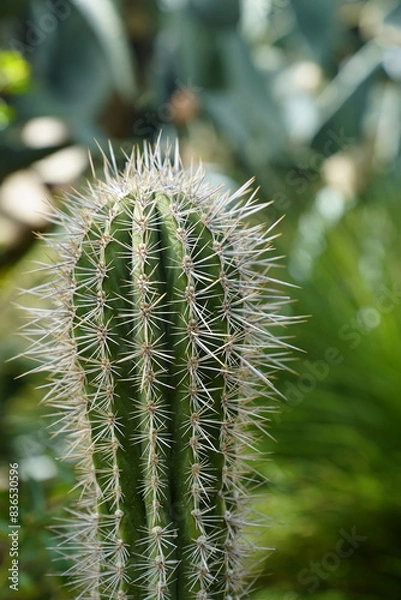 Obraz ball cactus