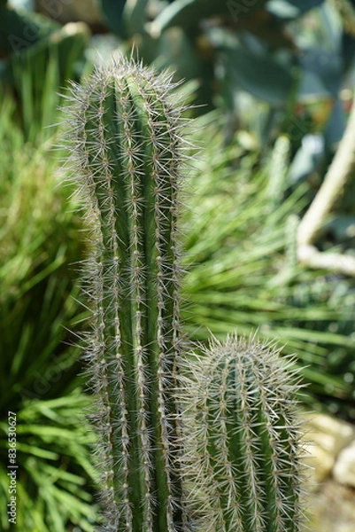 Obraz ball cactus
