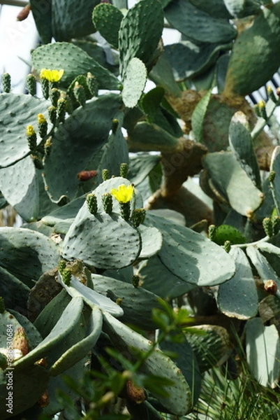 Obraz cacti with small yellow flowers