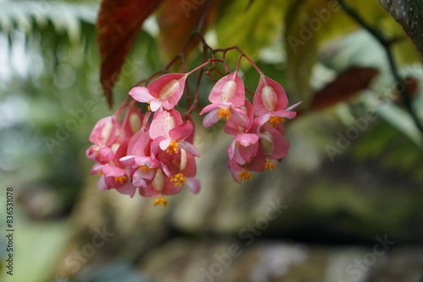 Obraz Tropical rainforest orange-red bellflower