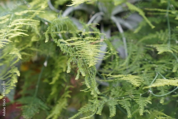Obraz rainforest plant