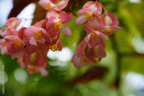 Obraz Tropical rainforest orange-red bellflower