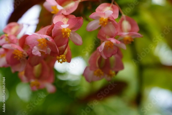 Obraz Tropical rainforest orange-red bellflower