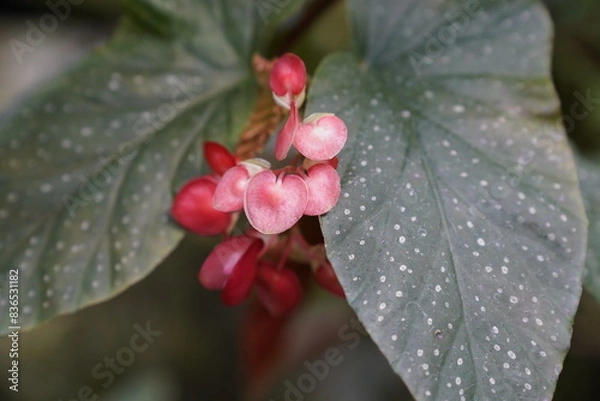Obraz Small red fleshy flowers of the rainforest