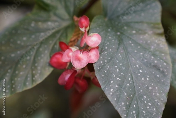 Obraz Small red fleshy flowers of the rainforest