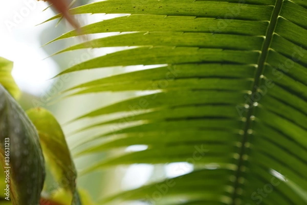 Obraz rainforest plant