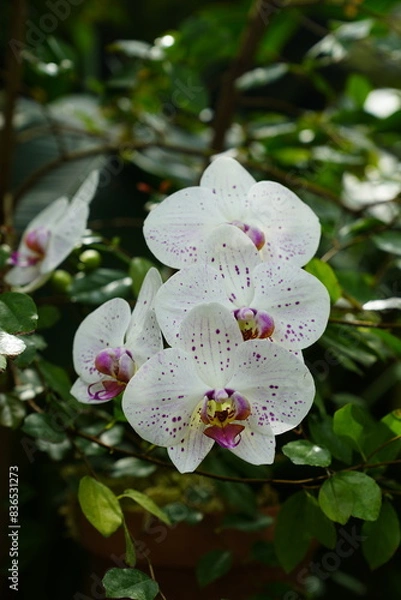 Obraz Elegant white orchid with small purple red spots