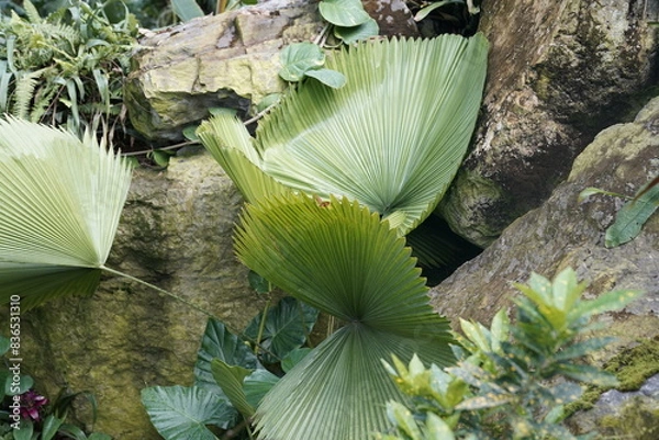 Obraz rainforest plant