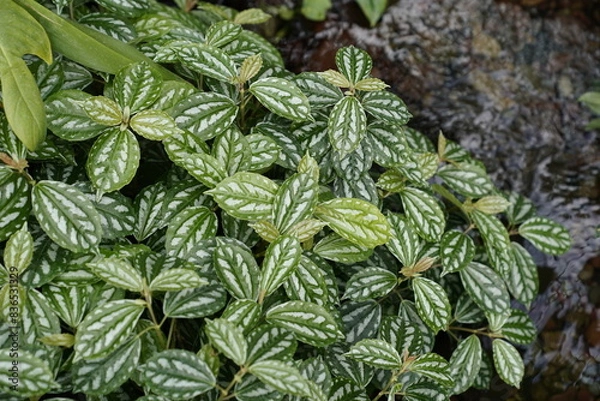 Obraz rainforest plants